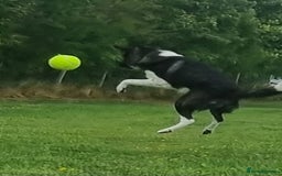 Caucasian Shepherd Dog dogs for adoption: Max 2.5 year old Macedonian rescue  - Image 8