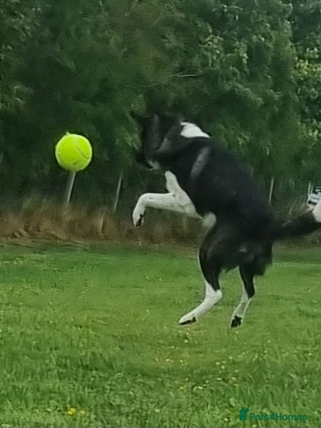 Caucasian Shepherd Dog dogs for adoption: Max 2.5 year old Macedonian rescue  - Image 8