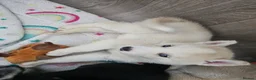 Huskita dogs for sale: Puppies for sale  - Advert 29