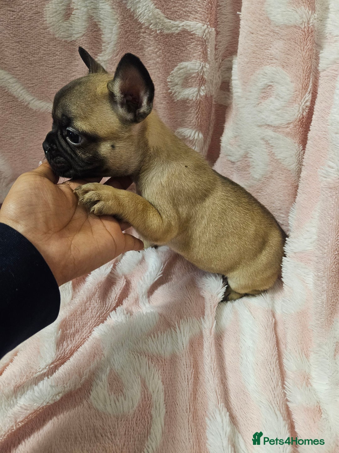 French Bulldog dogs for sale:   HIGH DNA FOR THE LOW ££ BR frenchie boys - Advert 10
