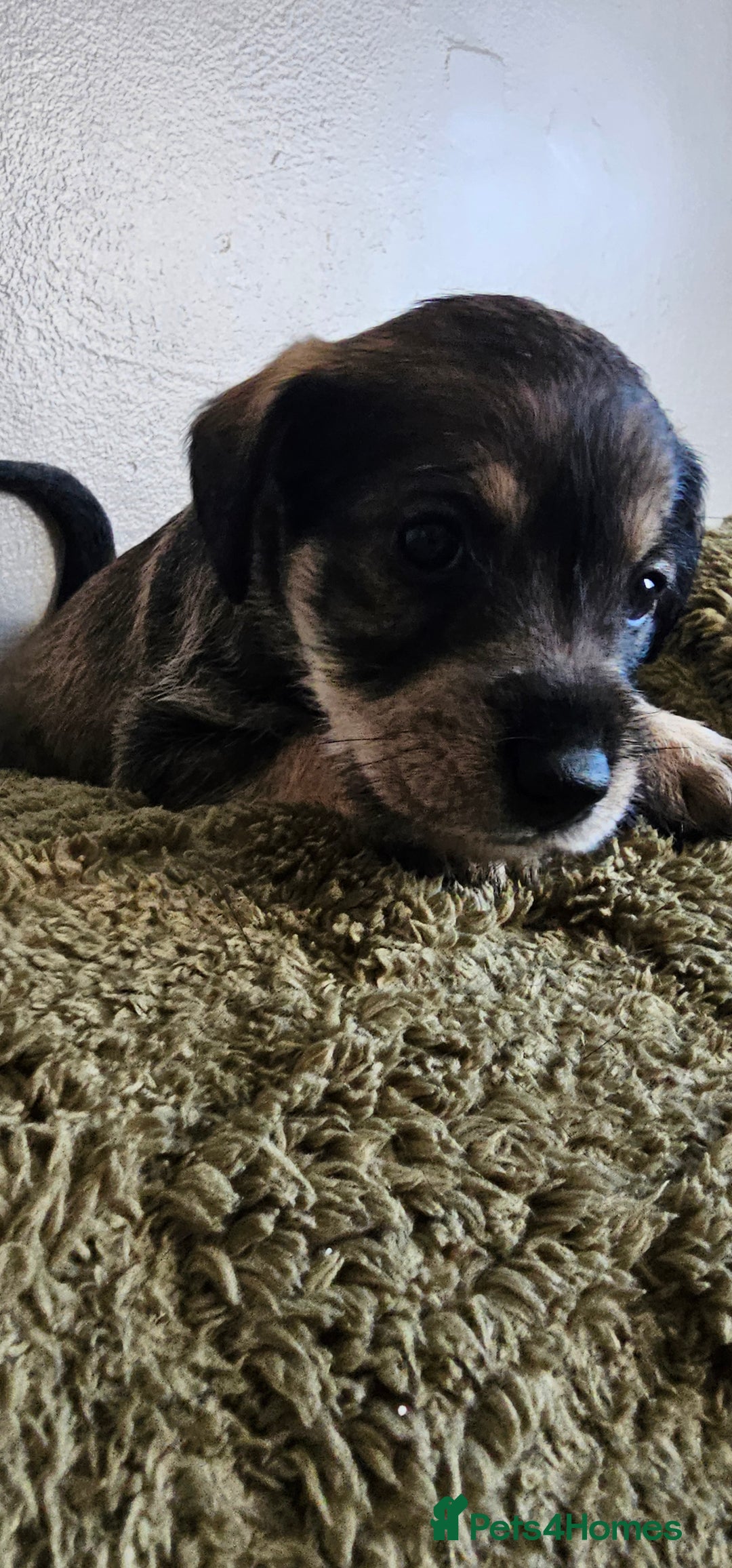 Schnoodle dogs for sale: Perfect schnoodles - Advert 17