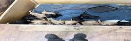 Labrador Retriever dogs for sale: KC Labrador Pups 7 Red 6 Black kennel club breeder - Advert 5