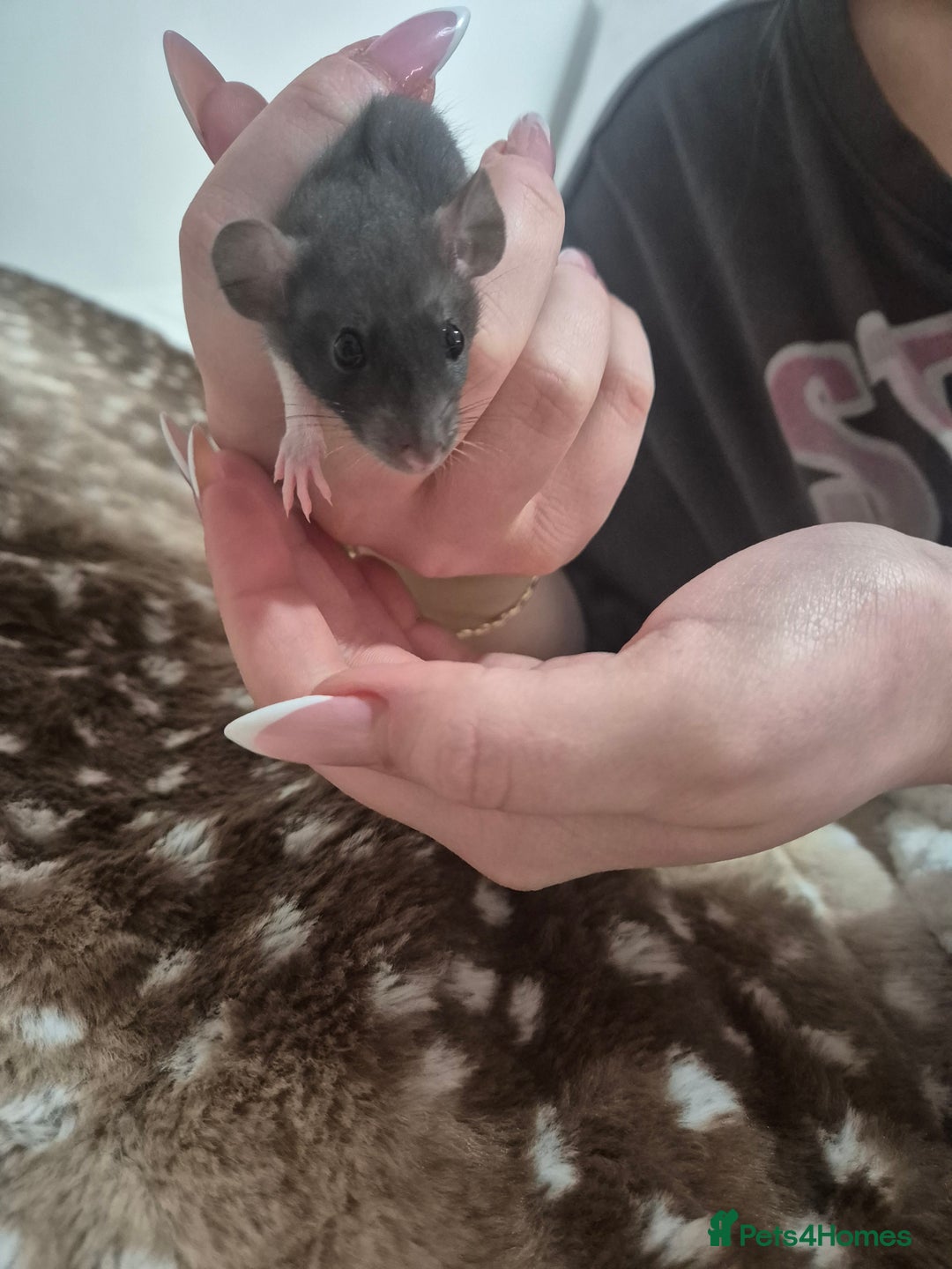 Rat rodents for sale: Baby rats 1 litter available now - Advert 7