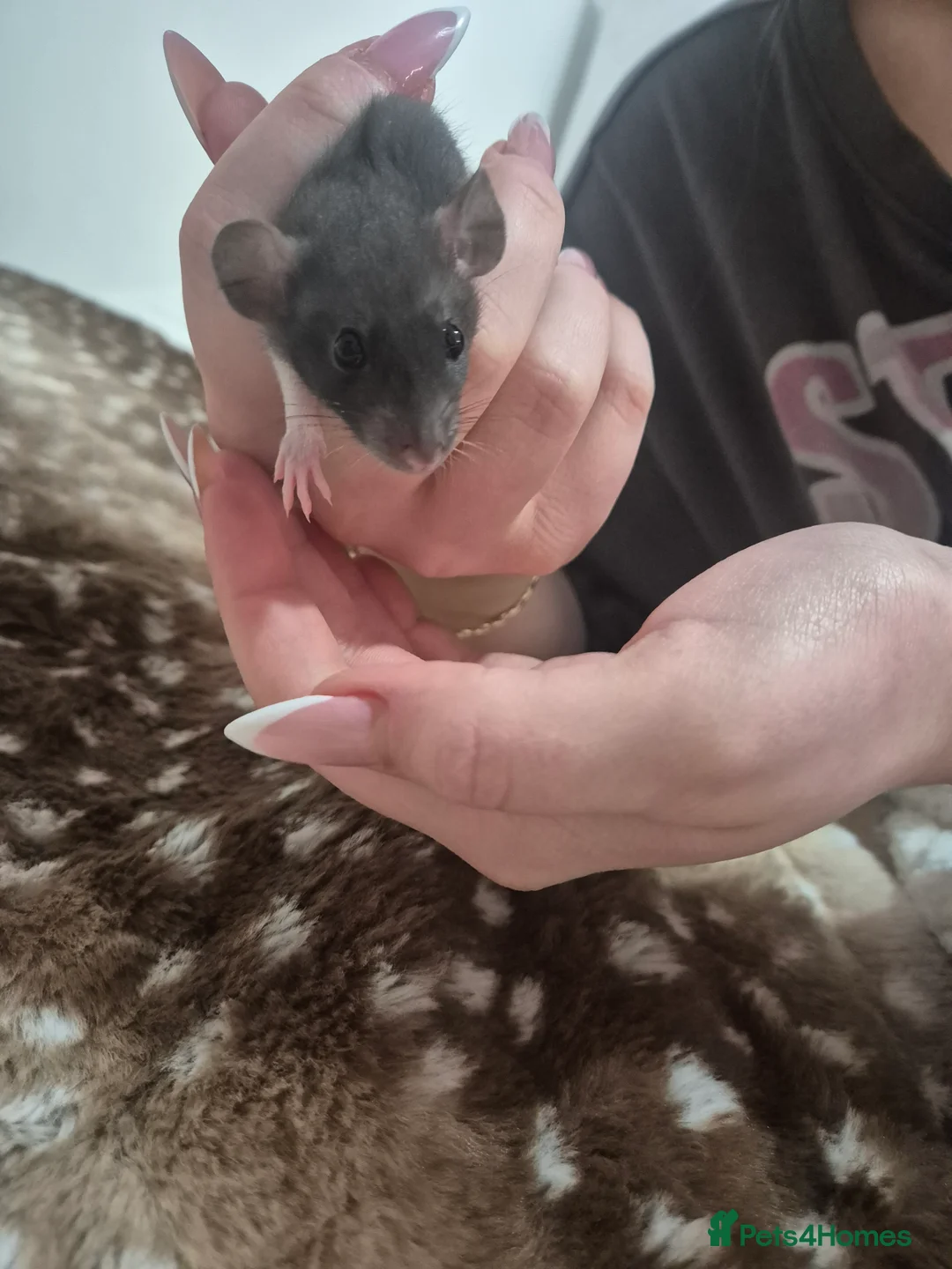 Rat rodents for sale: Baby rats - 8 left  - Advert 12