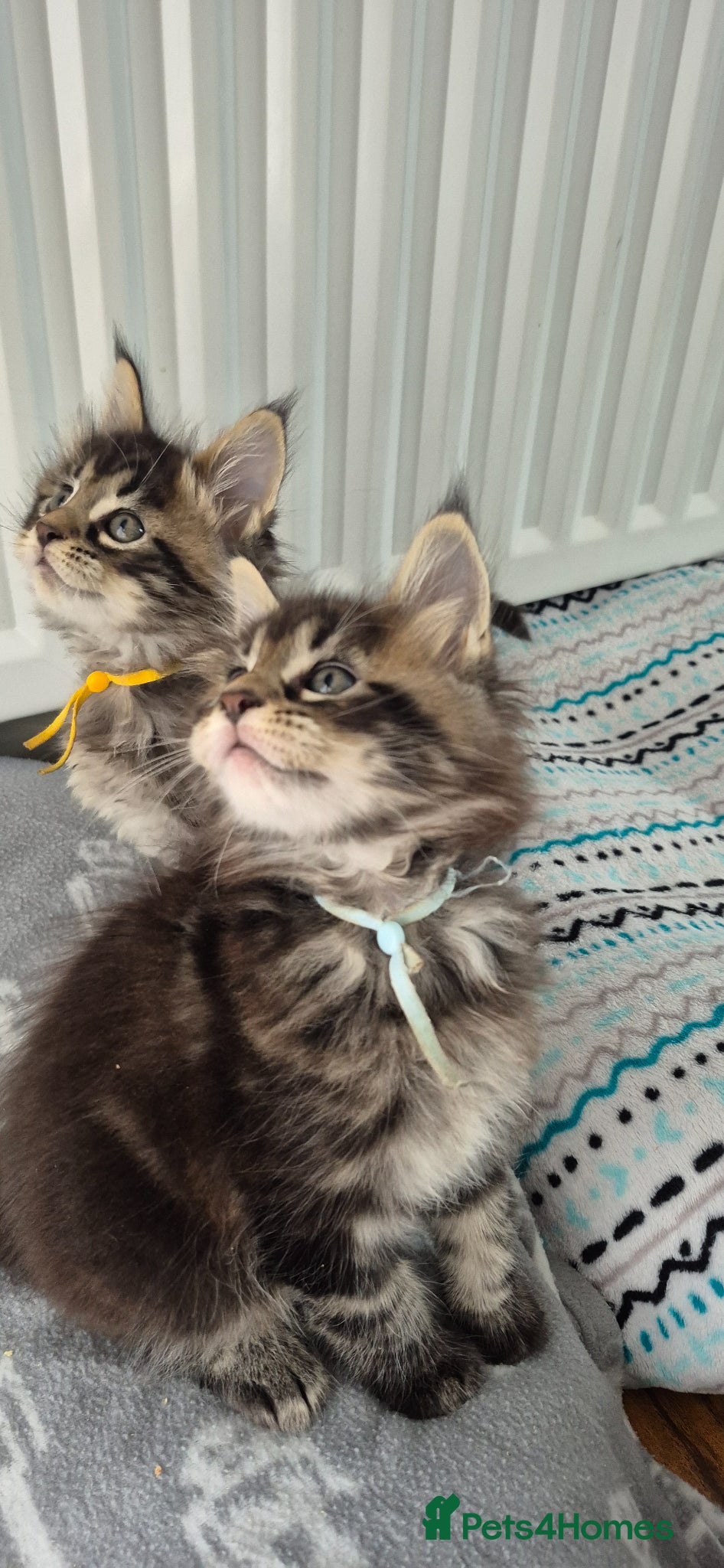 Maine Coon cats Gorgeous Maine Coons  - Advert 2