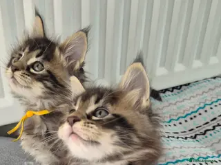 Maine Coon cats Gorgeous Maine Coons - Advert 2