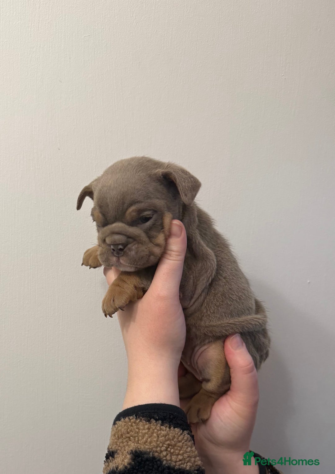 English Bulldog dogs for sale: Lilac Merle female English bulldog puppies  - Advert 7