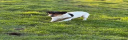 Mixed Breed dogs for sale: Ratting dogs …Sealyham terrier x Jack Russels  in Doncaster - Advert 2