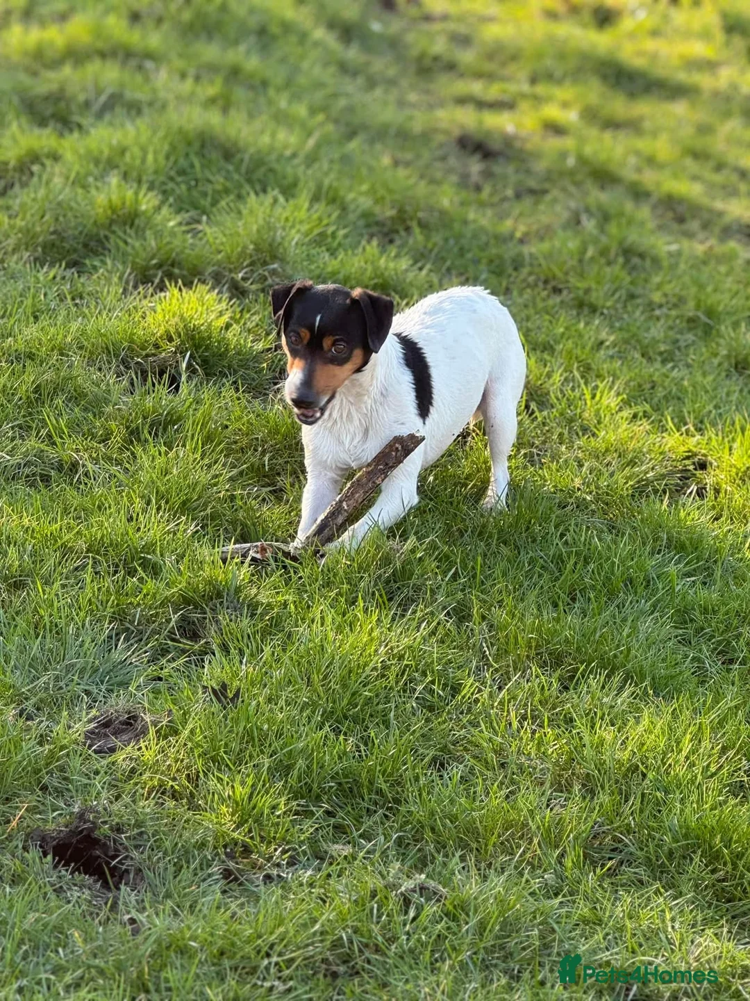 Mixed Breed dogs for sale: Ratting dogs …Sealyham terrier x Jack Russels  in Doncaster - Advert 2