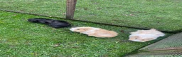 Guinea Pig rodents for sale: 3 Male Guinea pigs 15 months old - Advert 13