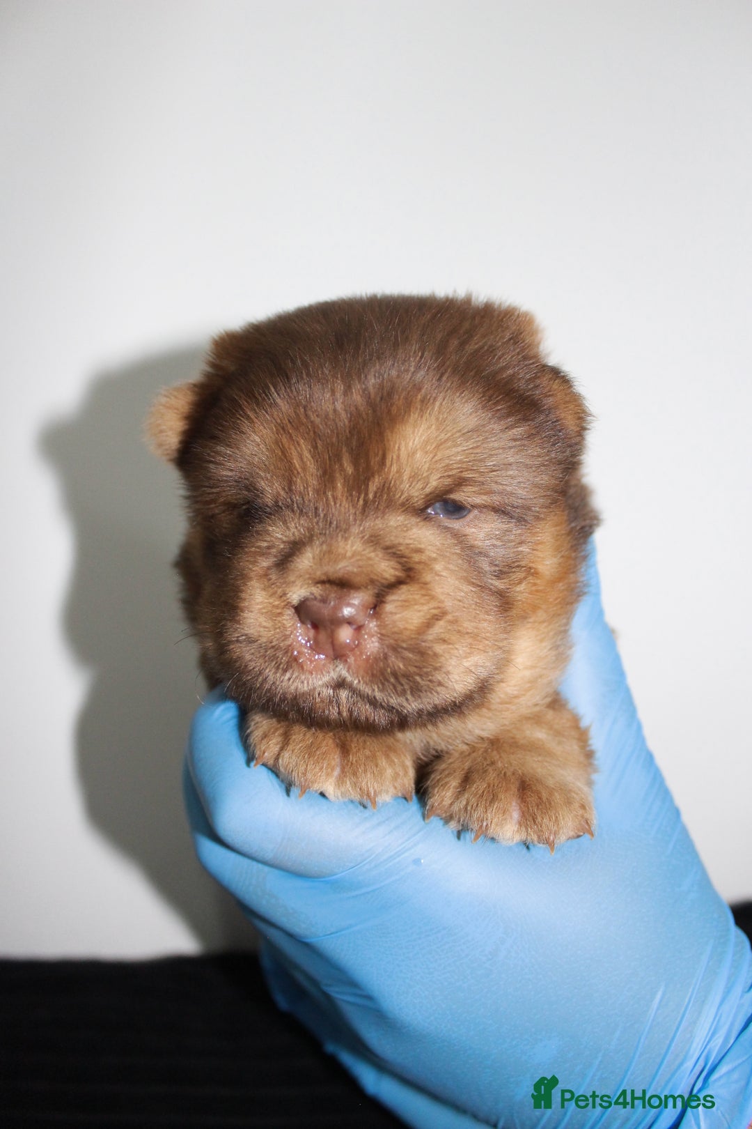 Chow Chow dogs for sale: CHOC🍫LILAC🌪️Champion KC reg🏆 pedigree chow chow - Image 4