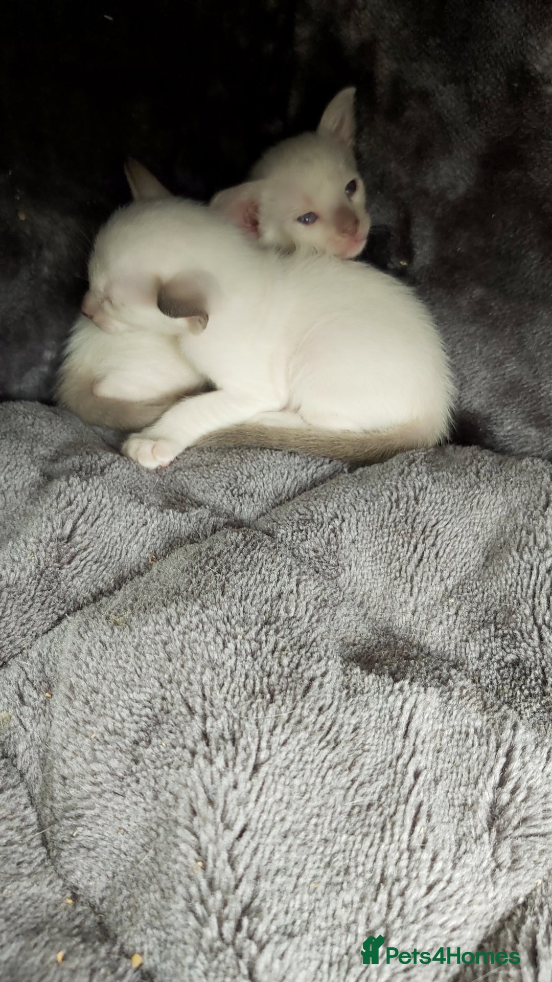 Oriental cats for sale: Full Pedigree Oriental 6 Kittens XL size ears GCCF - Image 21