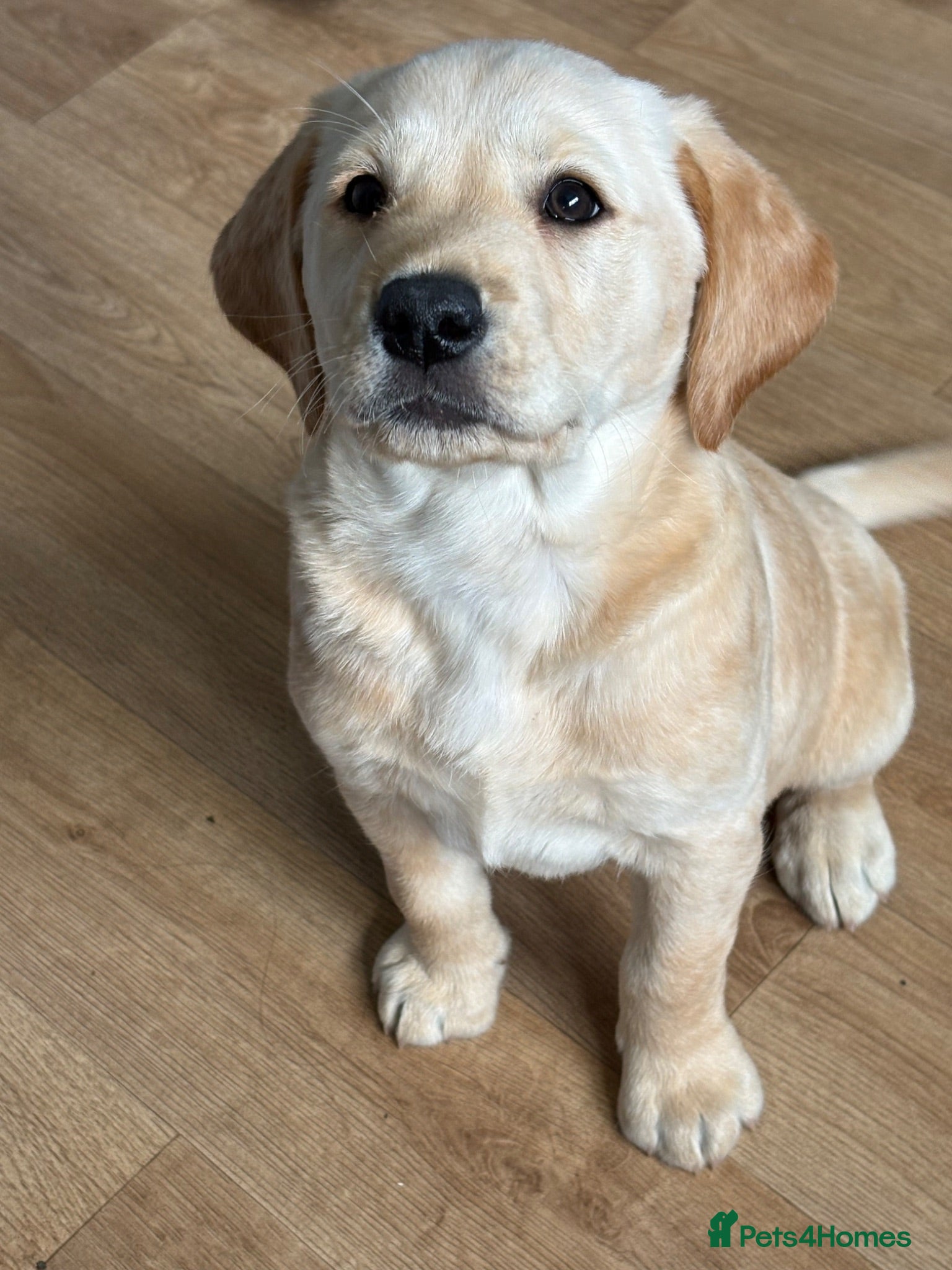 Goldador dogs Gorgeous girl Ready Now - Advert 7