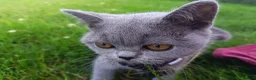 British Shorthair cats for sale: Ready to go. Gccf registered blue BSH kittens - Advert 21