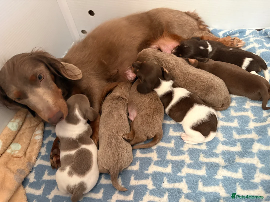 Miniature Dachshund dogs for sale: Miniature dashshund  - Advert 1