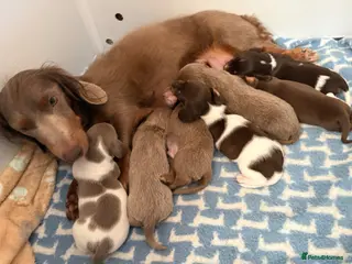 Miniature Dachshund dogs Miniature dashshund - Advert 1