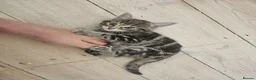 Maine Coon cats for sale: Maine Coon X kittens - Advert 19