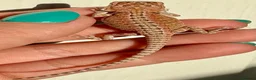 Bearded Dragon reptiles for sale: 🦎 beautiful G stripped dragons 🐉  - Advert 10