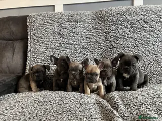 French Bulldog dogs French bulldog puppies - Advert 14