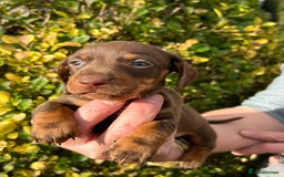 Miniature Dachshund dogs for sale: Kc reg mini dachshunds - Image 11