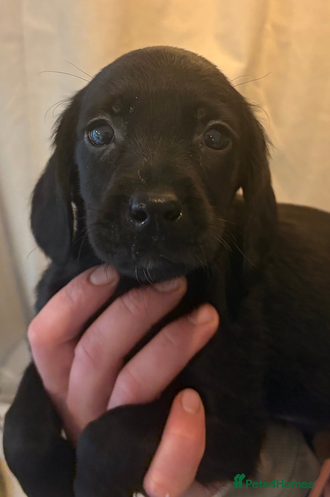 Cockerdor dogs for sale: Beautiful cockerdor puppies - Image 9