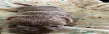 Shih Tzu 4