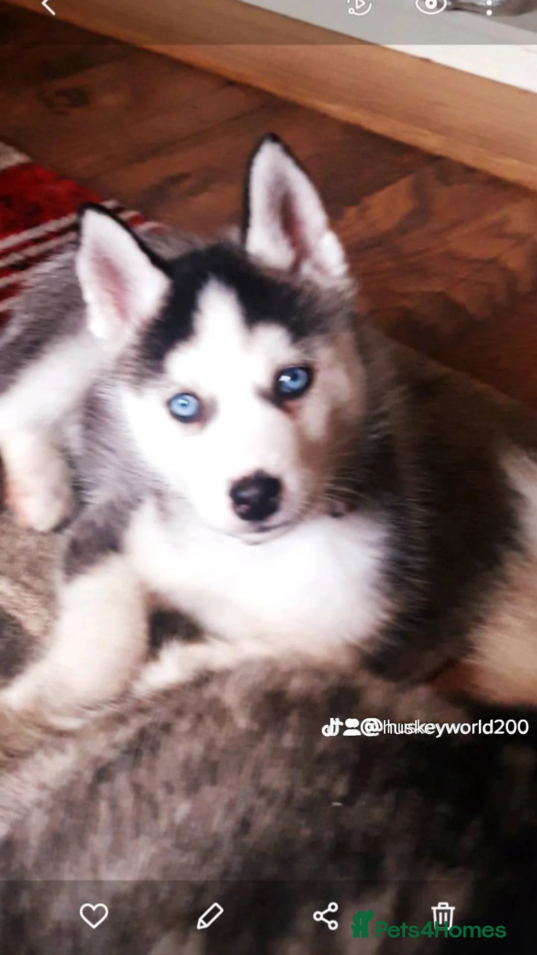 Siberian Husky dogs for stud: BLUE EYED HUSKY FOR STUD in Doncaster - Advert 36