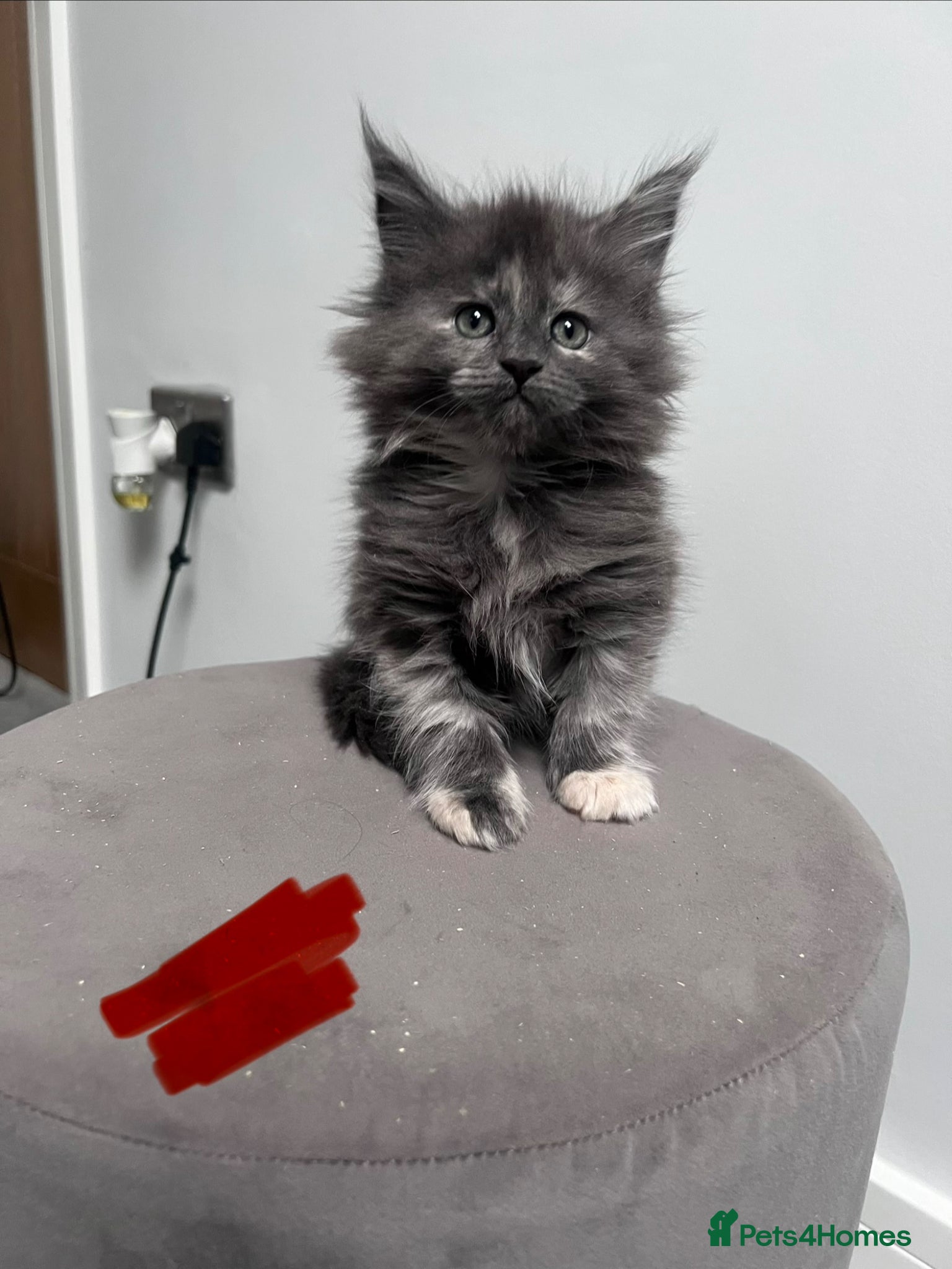 Maine Coon cats Ready to leave now  - Advert 1