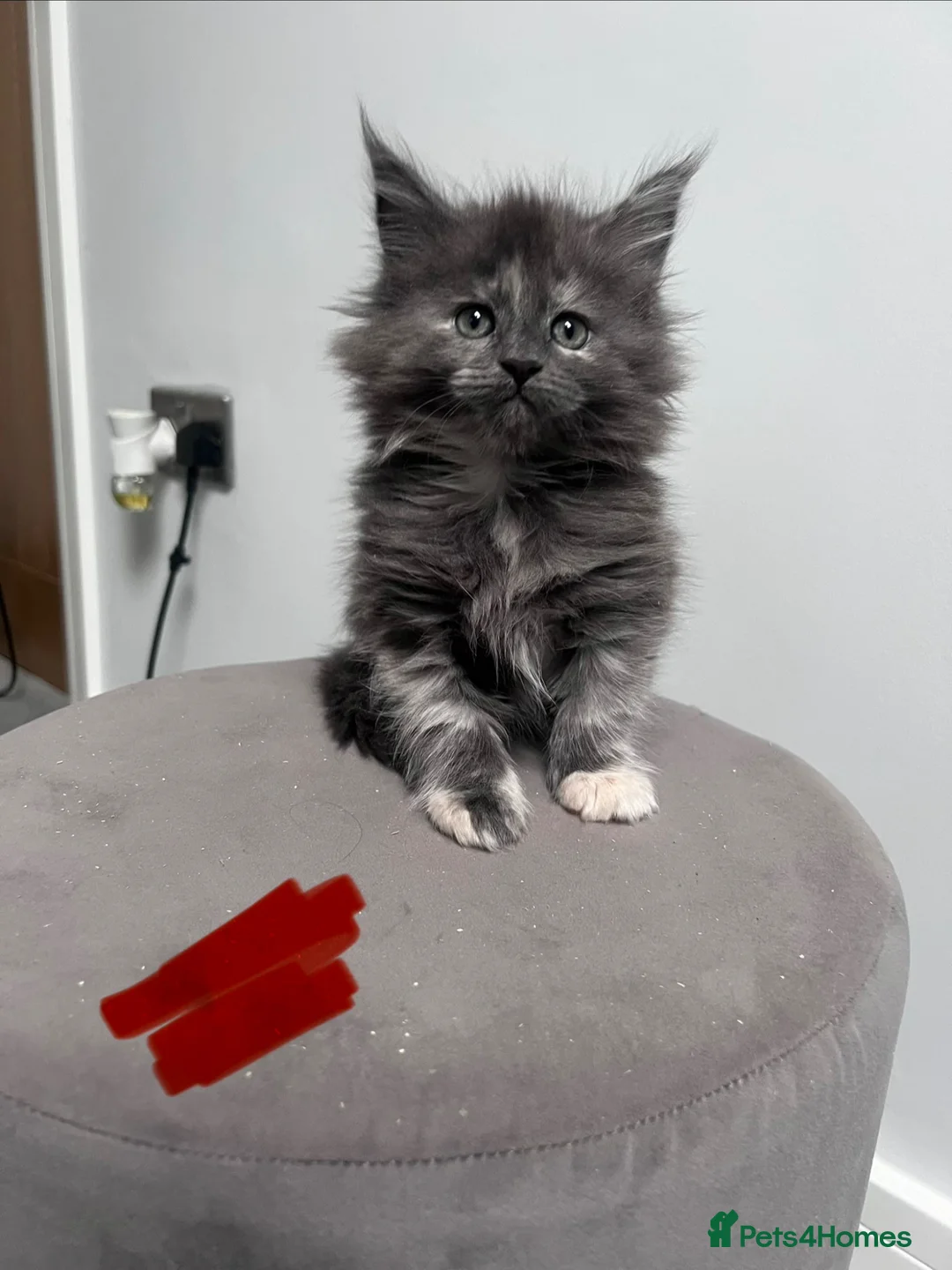 Maine Coon cats for sale: 14 kittens 🐱 Ready to leave now  - Advert 1