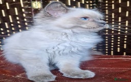 Ragdoll cats for sale: A Unique Ragdoll Kitten Waiting for a Loving home  - Image 20