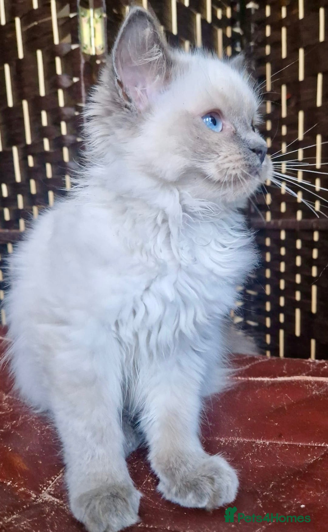 Ragdoll cats for sale: A Unique Ragdoll Kitten Waiting for a Loving home  - Image 20