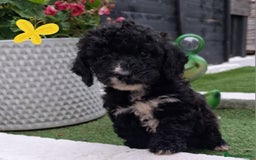 Cockapoo dogs for sale: ** BEAUTIFUL LITTER OF COCKAPOOS ** - Image 35