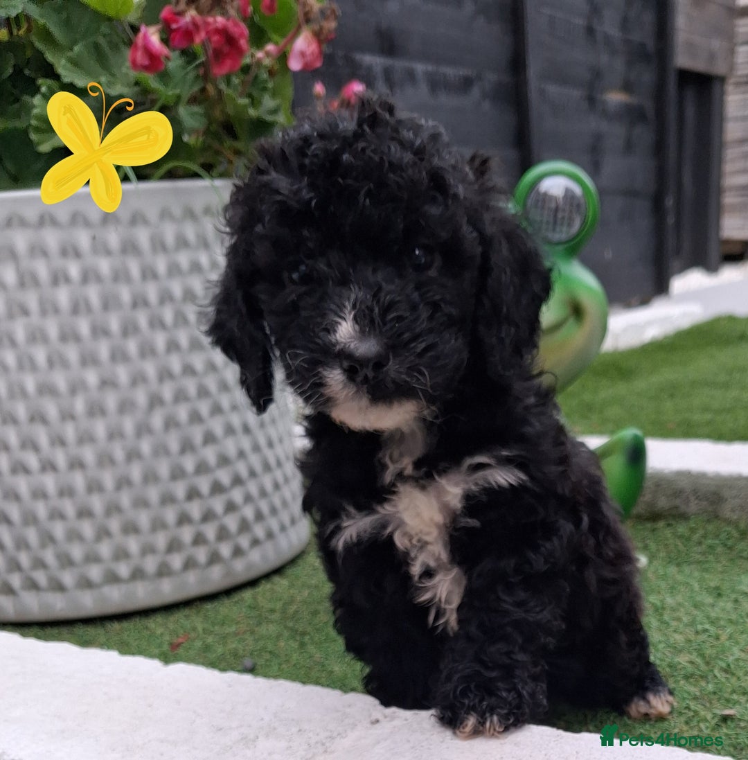 Cockapoo dogs for sale: ** BEAUTIFUL LITTER OF COCKAPOOS ** - Image 35