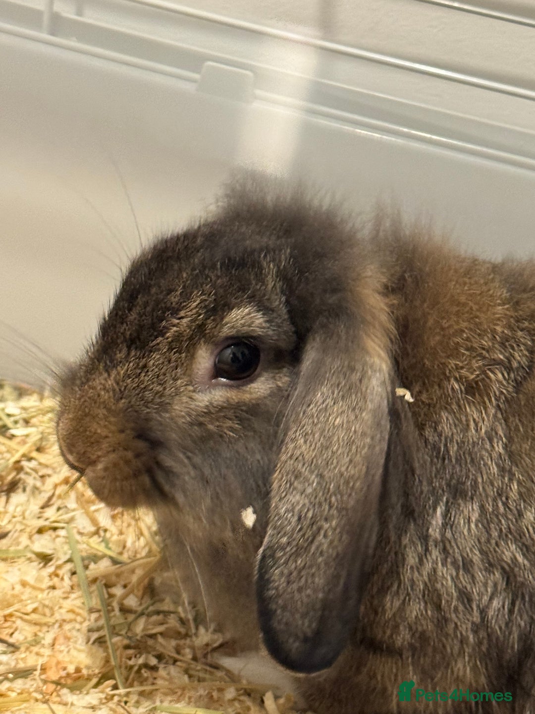 Mixed Breed rabbits for sale: Female rabbit  - Advert 3