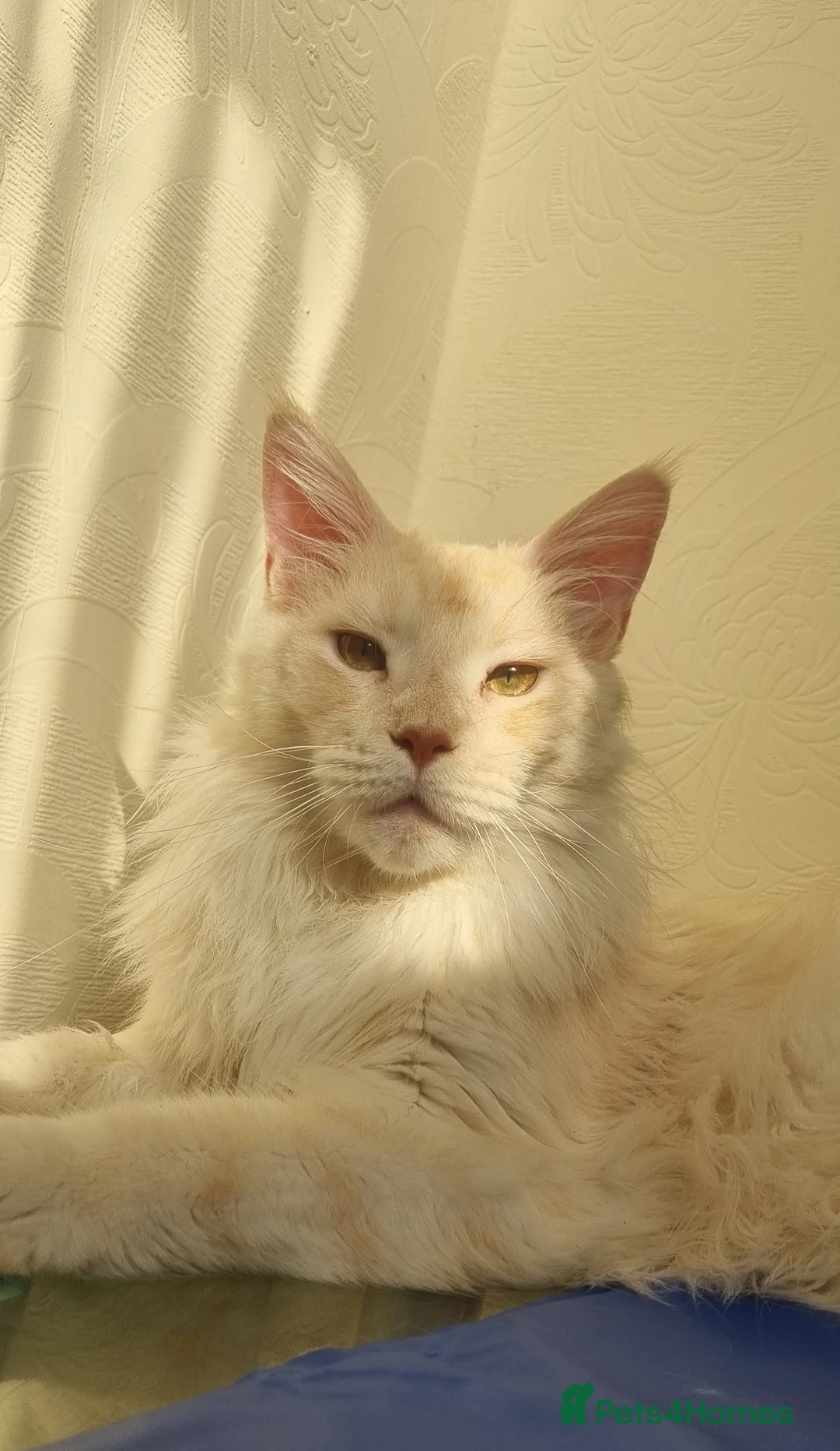 Maine Coon cats for sale: Beautiful Maine Coon Male in Bolton - Advert 2