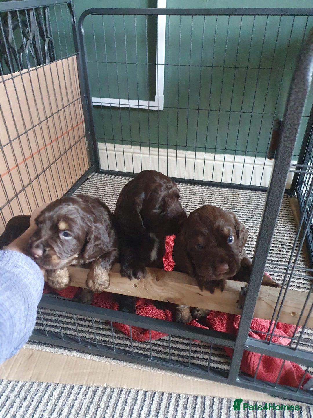 Cocker Spaniel dogs for stud: PROVEN chocolate working cocker spaniel for stud  in Cockermouth - Image 14