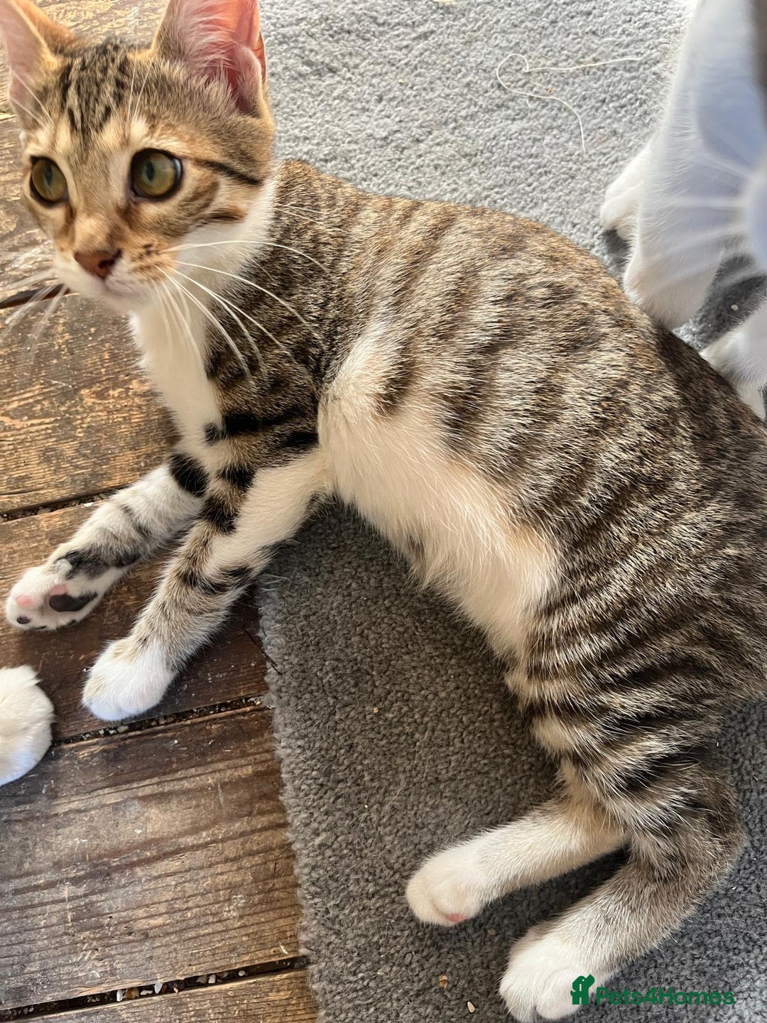 Bengal cats for sale: Bengal mixed  - Image 2