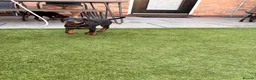 Dobermann dogs for sale: READY TO COLLET NOW | RKC DOBERMAN | CHAMPION LINE - Advert 24