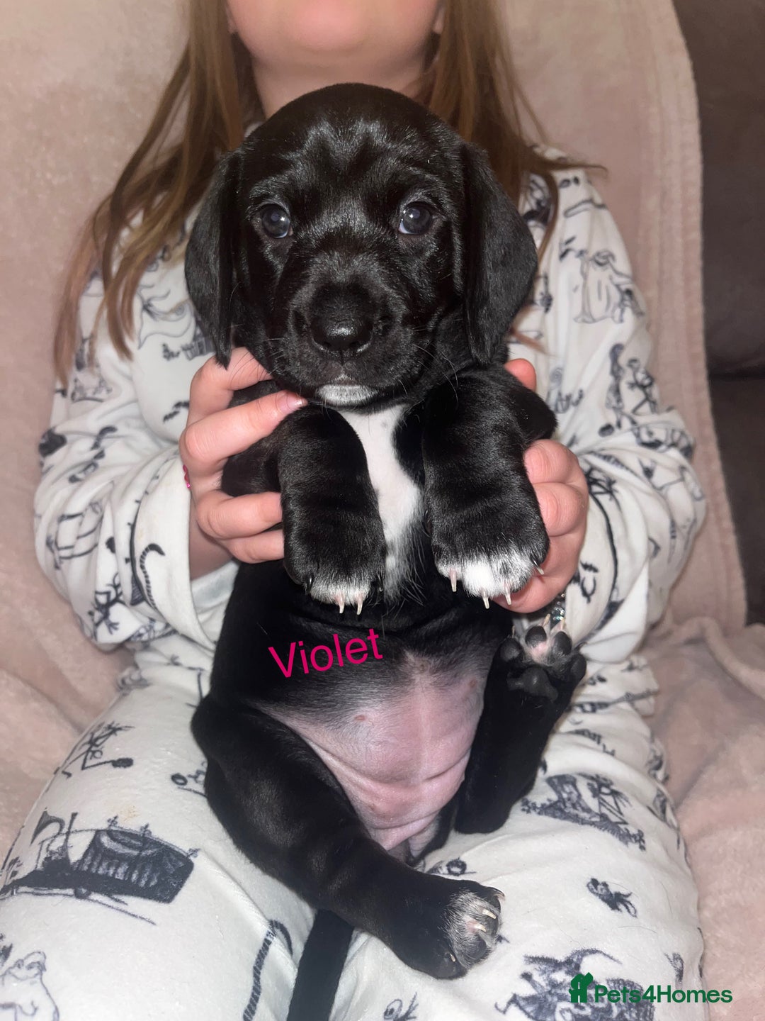 Mixed Breed dogs for sale: Dalmatian x dachshund  - Advert 24