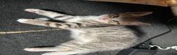 Mixed Breed cats for sale: 4 kitten ready for rehoming in Thatcham - Advert 2