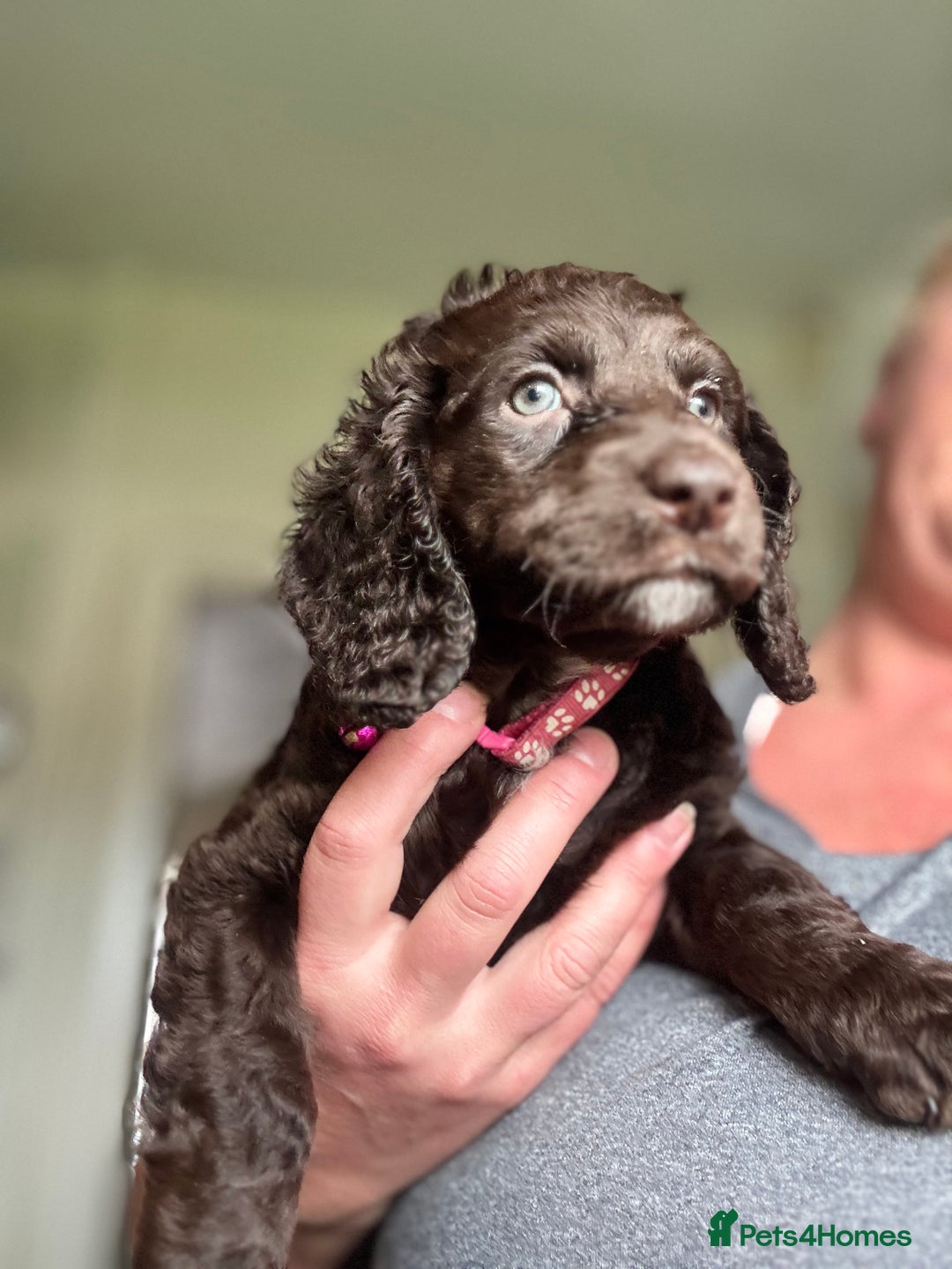 Cocker Spaniel dogs for sale: Cocker Spaniel pups. Ready 27/09/25 - Image 2
