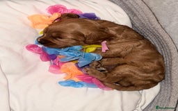 Cavapoo dogs for sale: Gorgeous Cavapoo Girl looking for loving home - Image 12