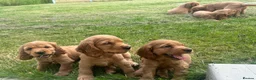 Cocker Spaniel dogs for sale: Golden Show type Cocker Spaniel puppies - Advert 13