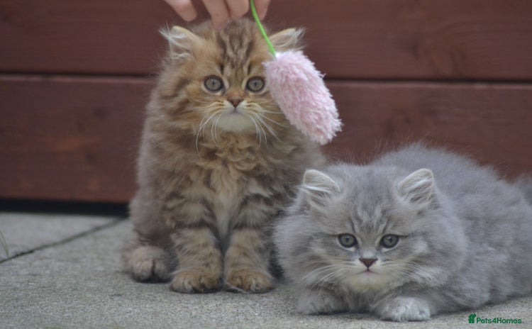 British Longhair cats - Advert 3