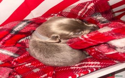 Chiweenie dogs for sale: Cheweenie - Image 36