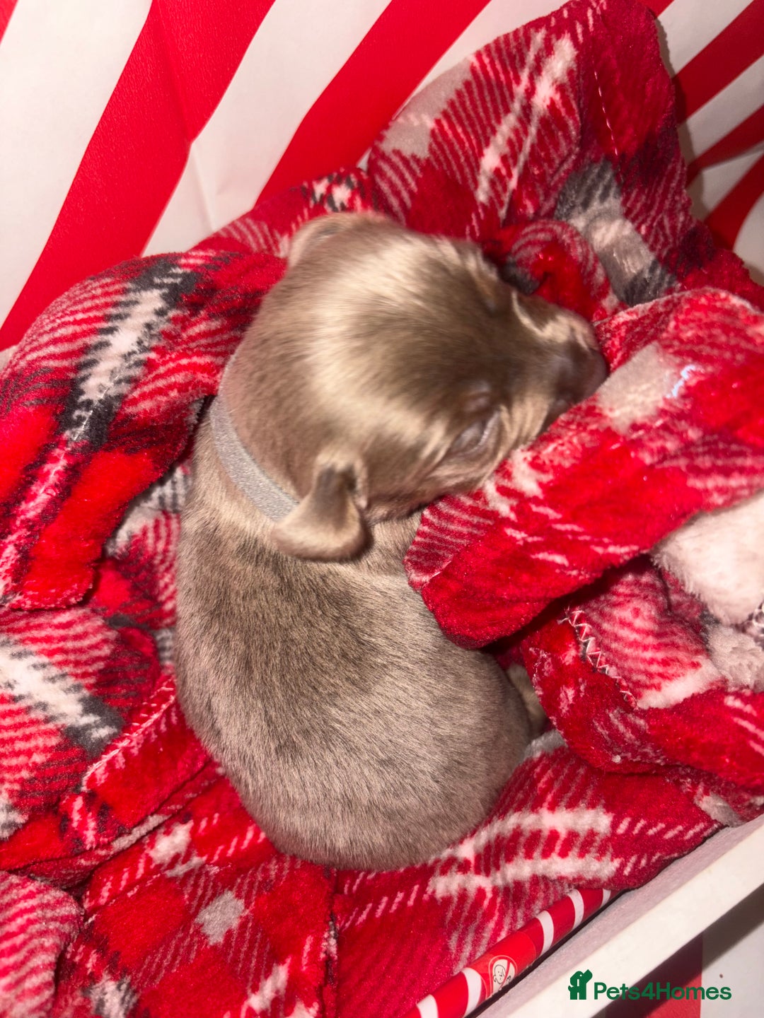 Chiweenie dogs for sale: Cheweenie - Image 36