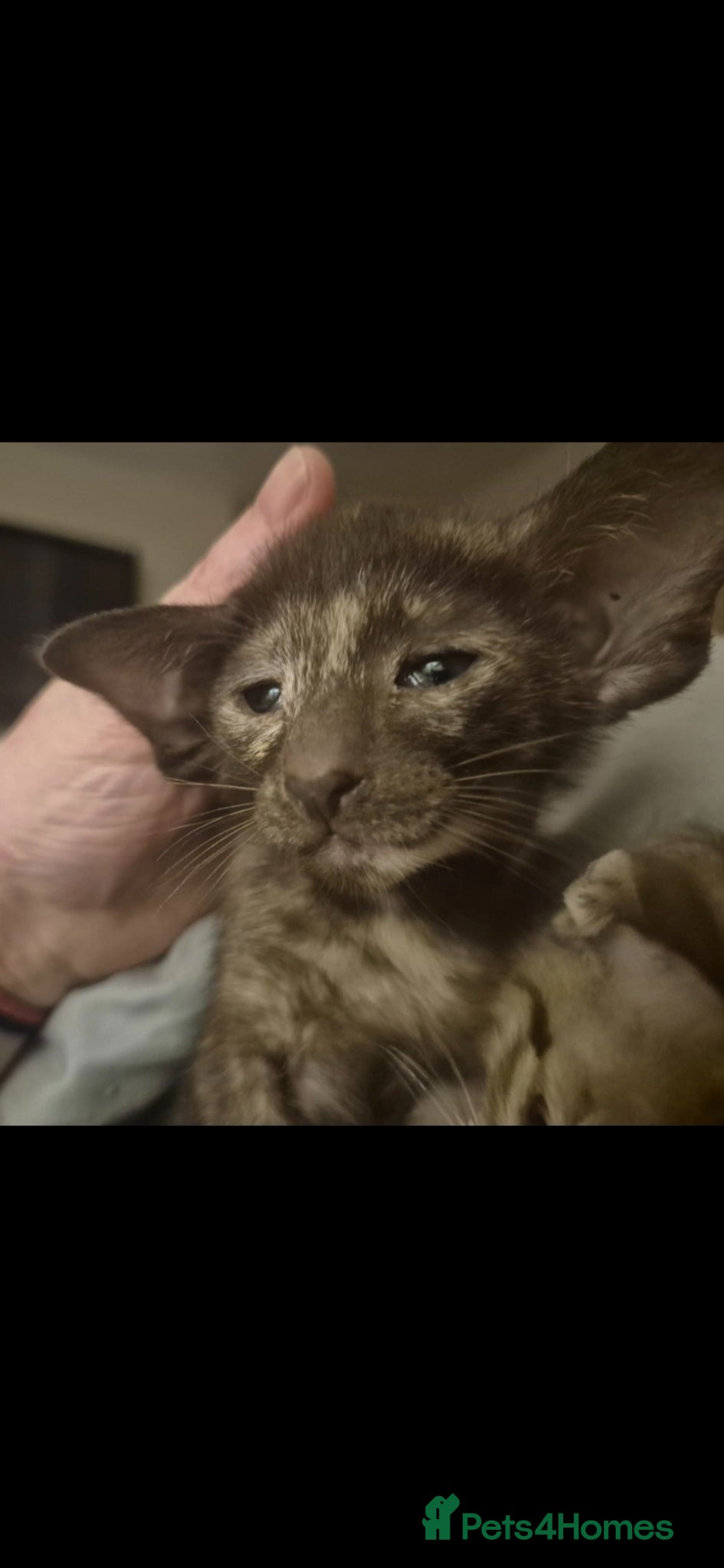 Oriental cats Pedigree Oriental kittens  - Advert 4