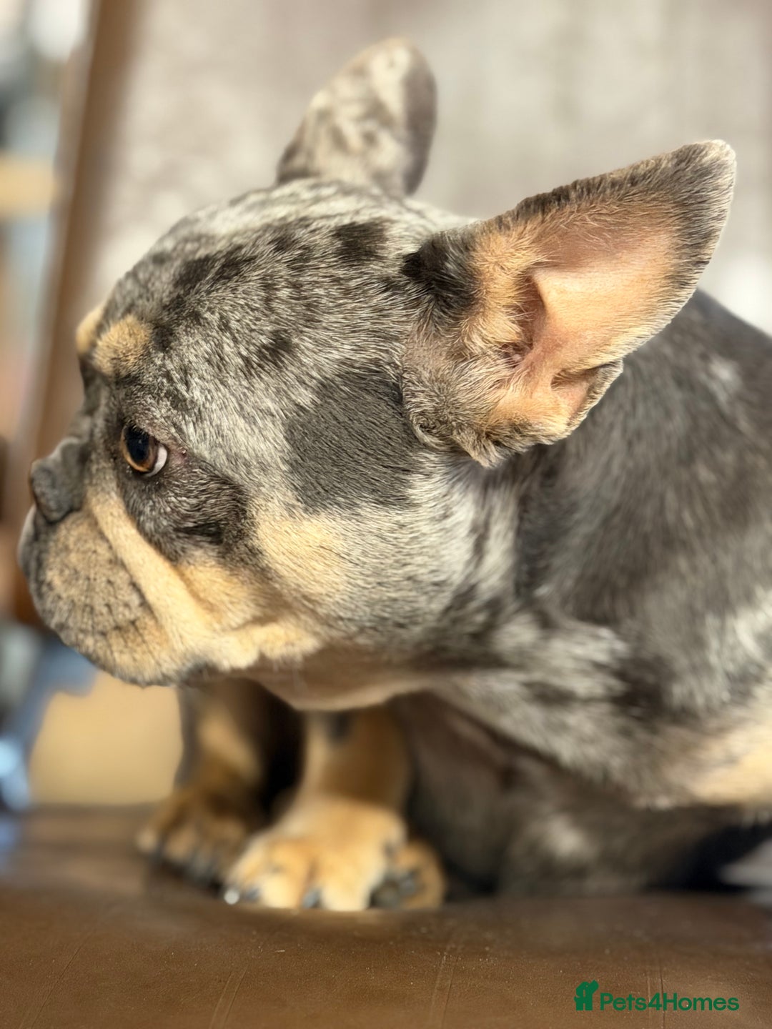 French Bulldog dogs for sale: French bulldog bitch merle  - Advert 8