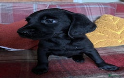 Goldador dogs for sale: Glorious and Galiant Goldador puppies for sale! - Advert 4