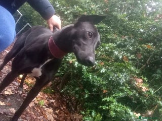 Mixed Breed dogs Grey hound x collie female - Advert 1